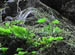 CloverFern
