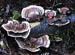 FungusFans