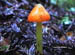OrangeCap