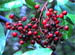 RedBerries