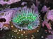 SeaAnemone