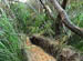 TropicalTrail